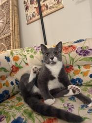 Lost Male Cat last seen Bryan Station, Darley Dr, Lexington, KY 40505