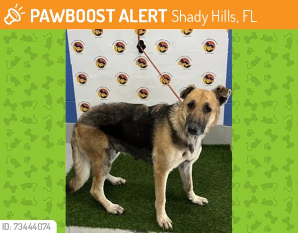 Found/Stray Female Dog last seen Near Peace Boulevard, Shady Hills, FL 34610