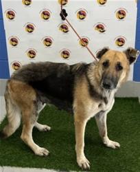 Found/Stray Female Dog last seen Near Peace Boulevard, Shady Hills, FL 34610