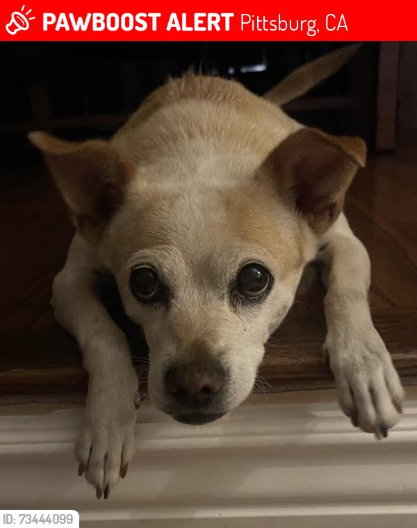 Lost Female Dog last seen Near Encina Place, Pittsburg, CA 94565