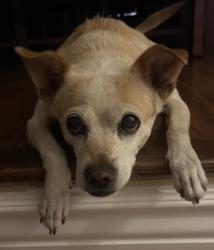 Lost Female Dog last seen Near Encina Place, Pittsburg, CA 94565
