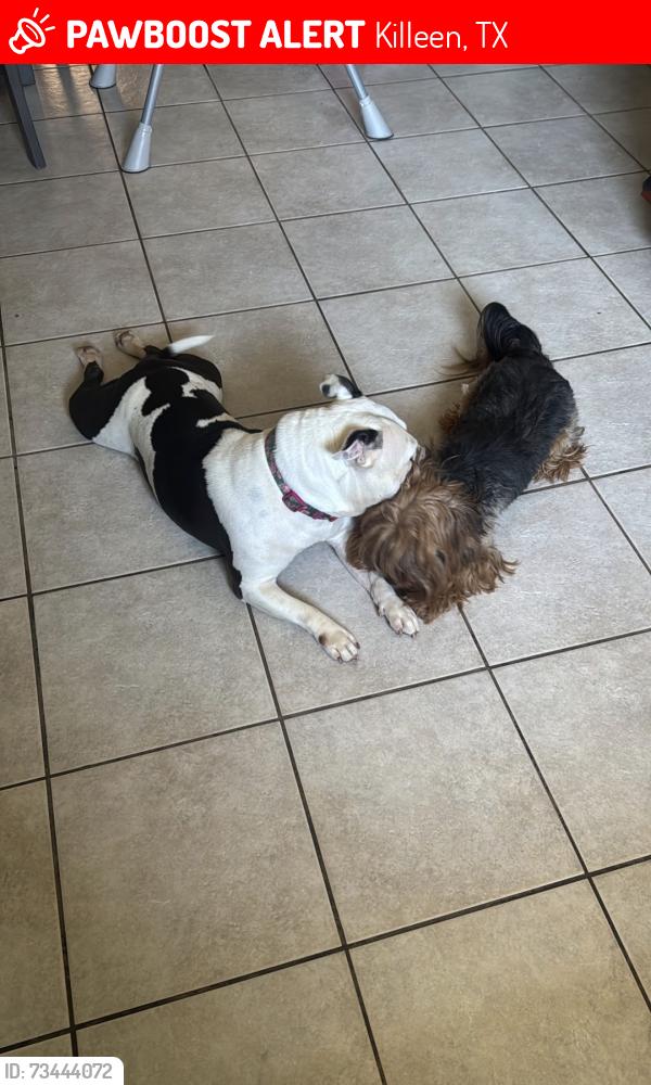 Lost Female Dog last seen Jasper and fort hood, Killeen, TX 76542