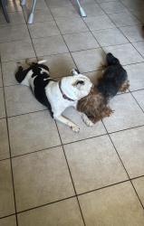 Lost Female Dog last seen Jasper and fort hood, Killeen, TX 76542