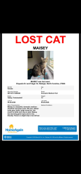 Reunited Female Cat last seen Diquedo Dr. Raleigh NC, Raleigh, NC 27604