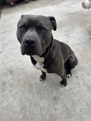 Lost Male Dog last seen 71st and 241st, Broken Arrow, OK 74014