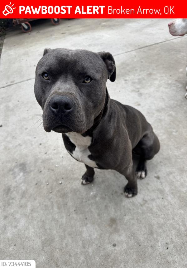 Lost Male Dog last seen 71st and 241st, Broken Arrow, OK 74014