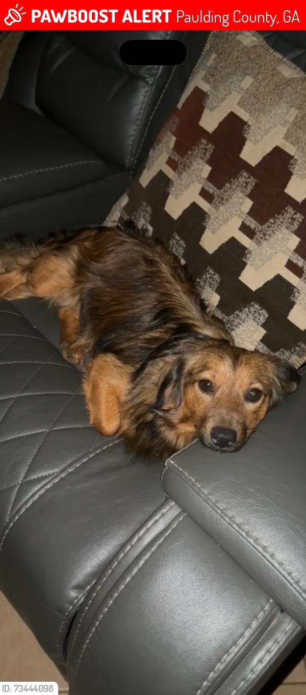 Lost Male Dog last seen Peach crossing on Frey rd/ Dallas Acworth hwy, Paulding County, GA 30132