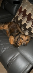 Lost Male Dog last seen Peach crossing on Frey rd/ Dallas Acworth hwy, Paulding County, GA 30132