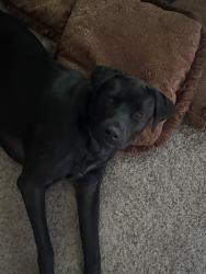 Reunited Male Dog last seen Near Beverly Dr, Waco, TX 76711, USA, Waco, TX 76711