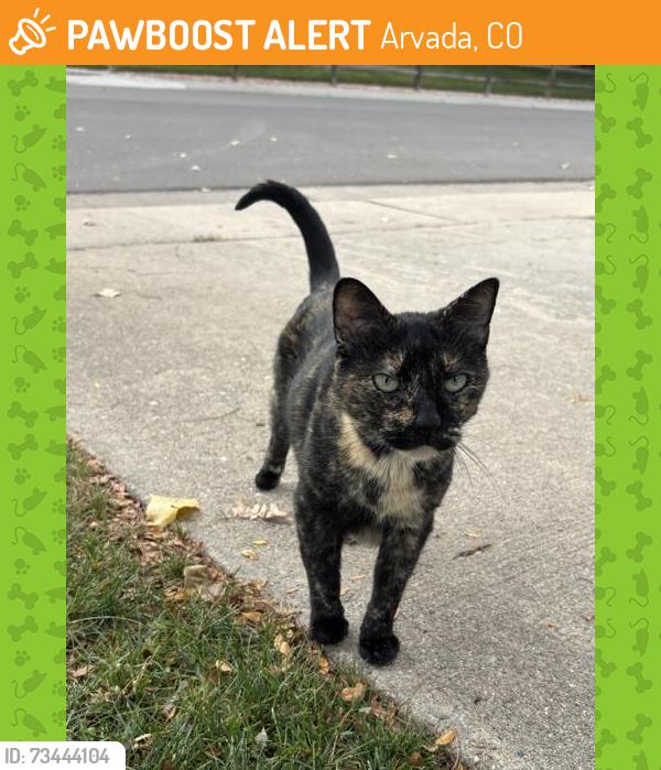 Found/Stray Unknown Cat last seen Nelson and 62nd Avenue, Arvada, Arvada, CO 80004