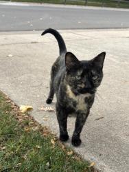 Found/Stray Unknown Cat last seen Nelson and 62nd Avenue, Arvada, Arvada, CO 80004