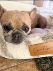 Reunited Female Dog last seen Eastridge Dr, Modesto, CA 95355, USA, Modesto, CA 95355