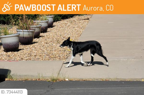 Found/Stray Unknown Dog last seen Chambers and Ohio Ave, Aurora, CO 80012