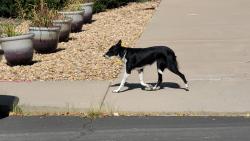 Found/Stray Unknown Dog last seen Chambers and Ohio Ave, Aurora, CO 80012