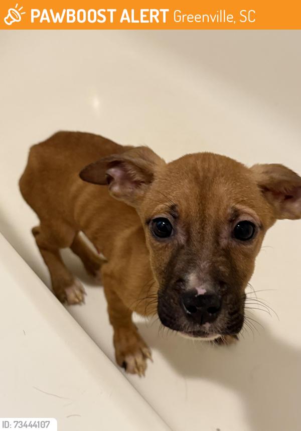 Found/Stray Male Dog last seen Sphinx and Burger King, Greenville, SC 29605