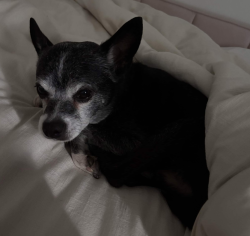 Found/Stray Male Dog last seen Found by Brookline College on DUNLAP, Phoenix, AZ 85021