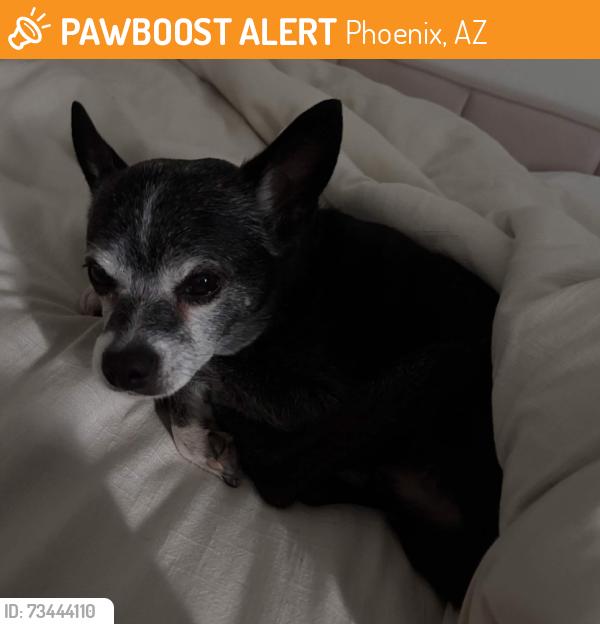 Found/Stray Male Dog last seen Found by Brookline College on DUNLAP, Phoenix, AZ 85021