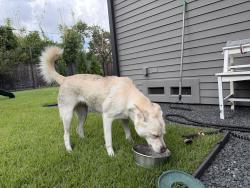 Reunited Female Dog last seen Kolter Elementary, Houston, TX 77096
