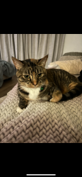 Lost Female Cat last seen Ashwood dr Princeton Texas, Princeton, TX 75407