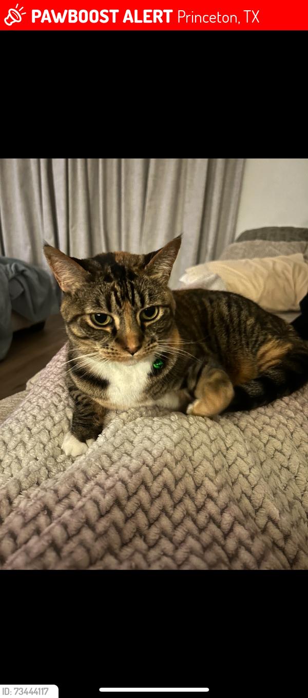 Lost Female Cat last seen Ashwood dr Princeton Texas, Princeton, TX 75407