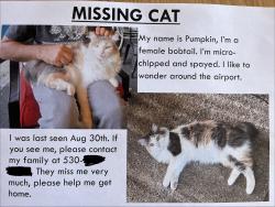 Lost Female Cat last seen Near marauder st & skycreek ct., Chico, CA 95973