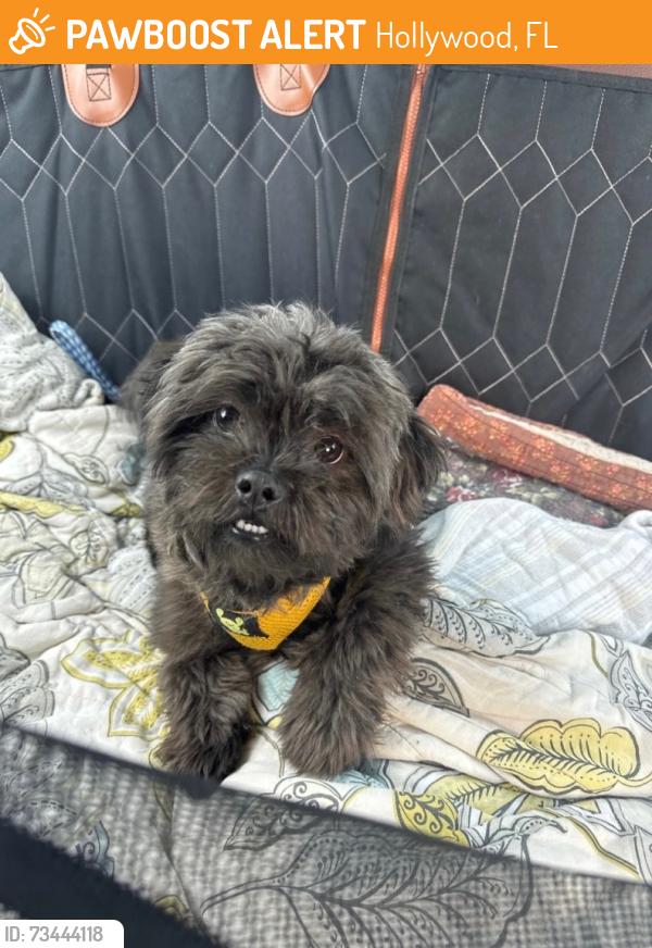 Found/Stray Female Dog last seen 19th ave and Scott st, Hollywood, FL 33020