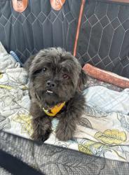 Found/Stray Female Dog last seen 19th ave and Scott st, Hollywood, FL 33020