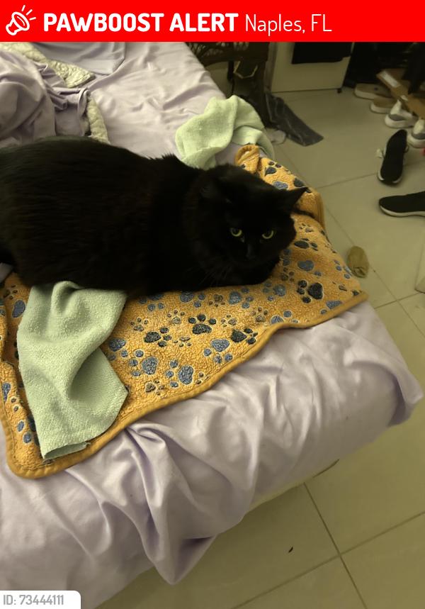 Lost Female Cat last seen Imakolee and Livingston, Naples, FL 34109