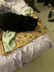 Lost Female Cat last seen Imakolee and Livingston, Naples, FL 34109
