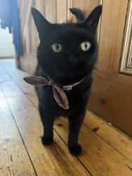 Lost Male Cat last seen Back Roundhay View, Chapel Allerton, England 