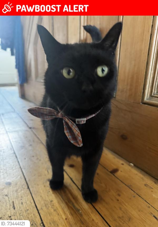 Lost Male Cat last seen Back Roundhay View, Chapel Allerton, England 