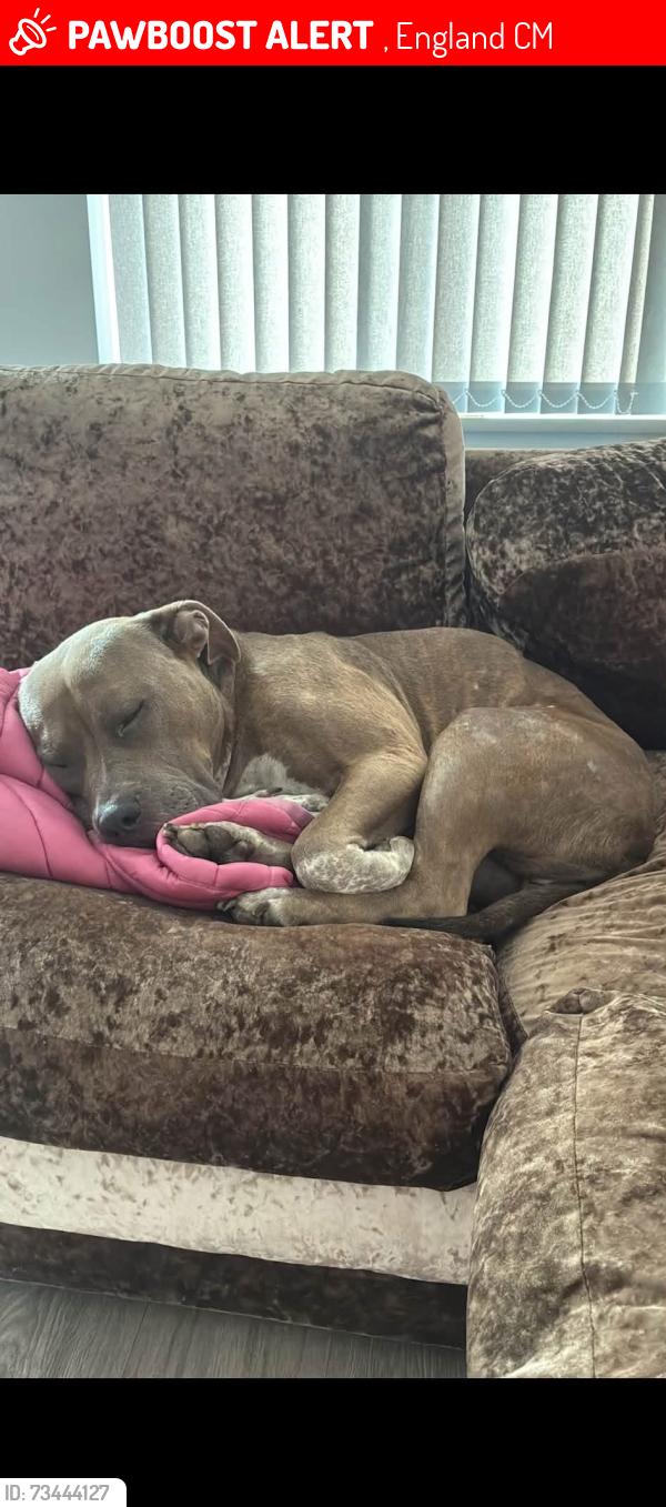 Lost Female Dog last seen Clanford walk, , England CM23
