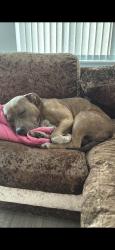 Lost Female Dog last seen Clanford walk, , England CM23
