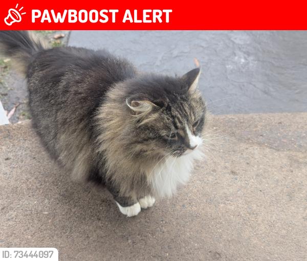 Lost Female Cat last seen Quail Road, Bloom Lake area, Shafer mn, Franconia Township, MN 55074