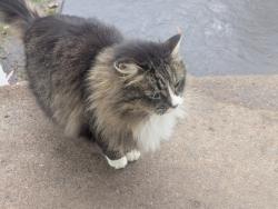 Lost Female Cat last seen Quail Road, Bloom Lake area, Shafer mn, Franconia Township, MN 55074