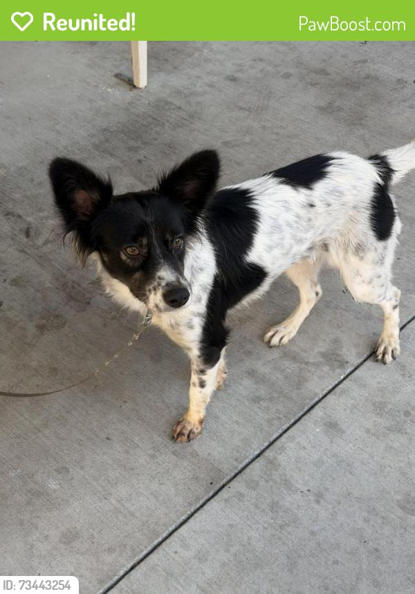 Reunited Female Dog last seen Third ave, Chula Vista, CA 91912