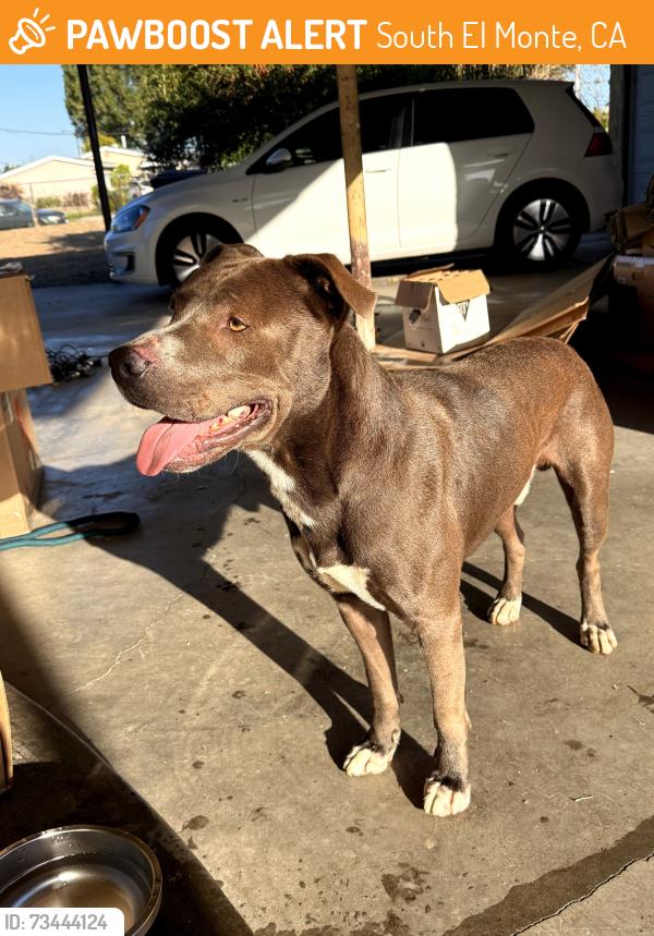 Found/Stray Male Dog last seen Allegeyer Ave. and Central Ave., South El Monte, CA 91733
