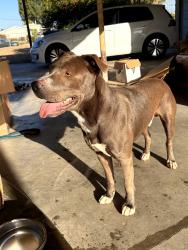 Found/Stray Male Dog last seen Allegeyer Ave. and Central Ave., South El Monte, CA 91733