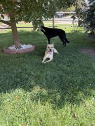 Found/Stray Unknown Dog last seen Near E Princeton Pl, Aurora, CO 80017