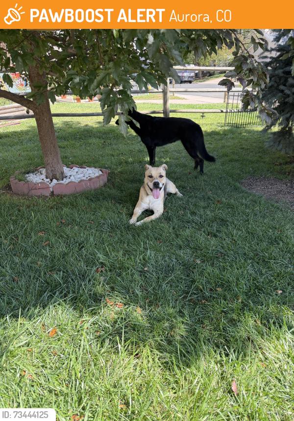 Found/Stray Unknown Dog last seen Near E Princeton Pl, Aurora, CO 80017