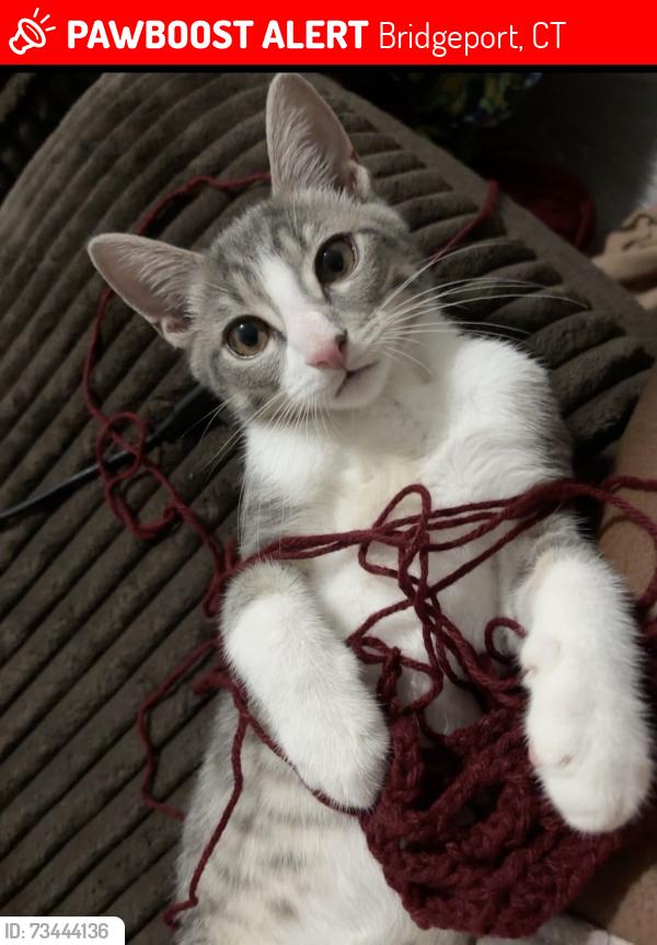 Lost Male Cat last seen Fairfield ave, Bridgeport, CT 06605