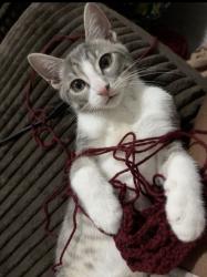 Lost Male Cat last seen Fairfield ave, Bridgeport, CT 06605