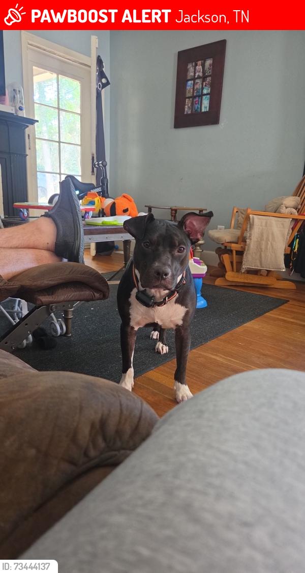 Lost Female Dog last seen Hollywood dr and Brentwood, Jackson, TN 38301