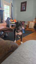 Lost Female Dog last seen Hollywood dr and Brentwood, Jackson, TN 38301