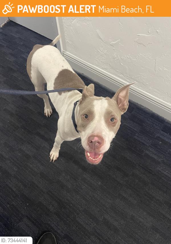 Found/Stray Female Dog last seen Near & collins, Miami Beach, FL 33141