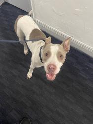Found/Stray Female Dog last seen Near & collins, Miami Beach, FL 33141