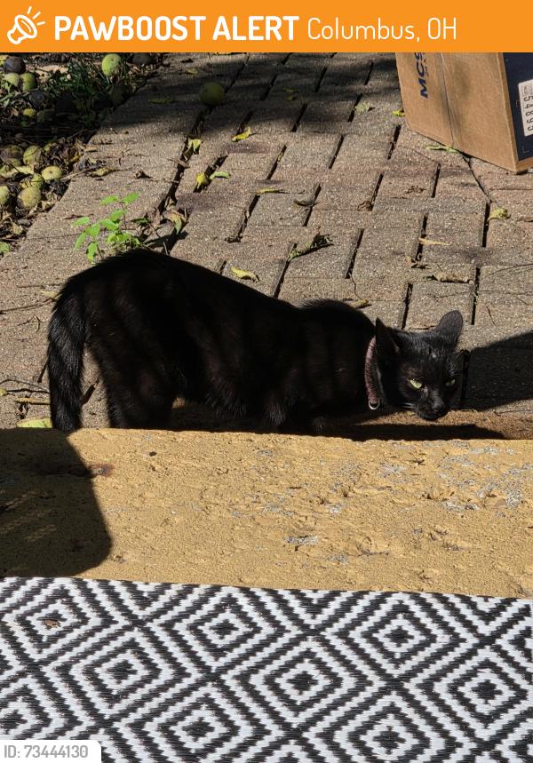 Found/Stray Unknown Cat last seen Near Livingston...Capital Univ down the street, Columbus, OH 43209