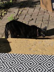 Found/Stray Unknown Cat last seen Near Livingston...Capital Univ down the street, Columbus, OH 43209
