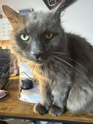 Lost Male Cat last seen Near west 30th street Northampton pa, Northampton, PA 18067