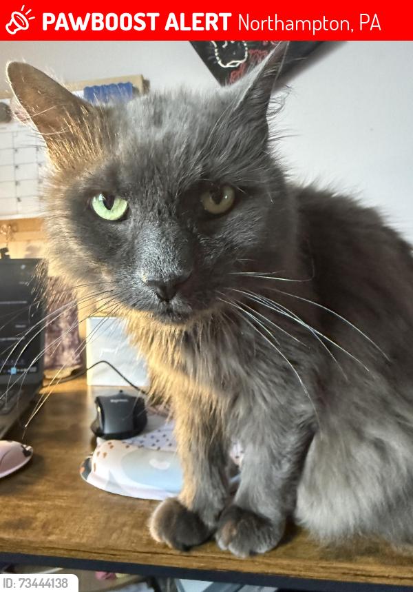 Lost Male Cat last seen Near west 30th street Northampton pa, Northampton, PA 18067